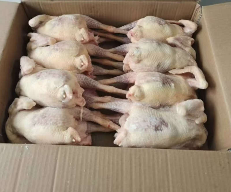 老母鸡白条鸡一级二级都有价格美丽欢迎咨询来电优