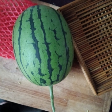 小吊瓜随时联系电话***********
