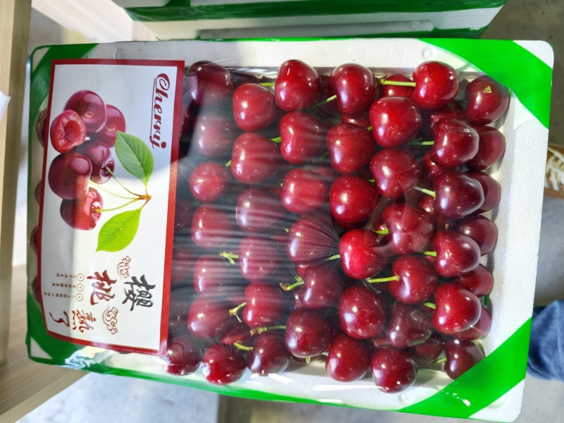 潍坊大棚樱桃，美早大量上市，价格超级便宜