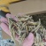 小黄鱼鱼干山根鱼干山坑鱼干爬地虎鱼干