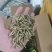 小黄鱼鱼干山根鱼干山坑鱼干爬地虎鱼干