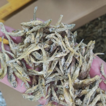小黄鱼鱼干山根鱼干山坑鱼干爬地虎鱼干