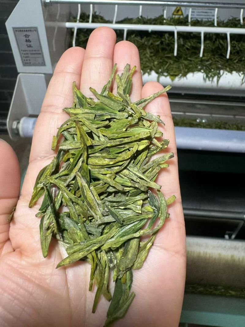 西湖龙井群体种土茶