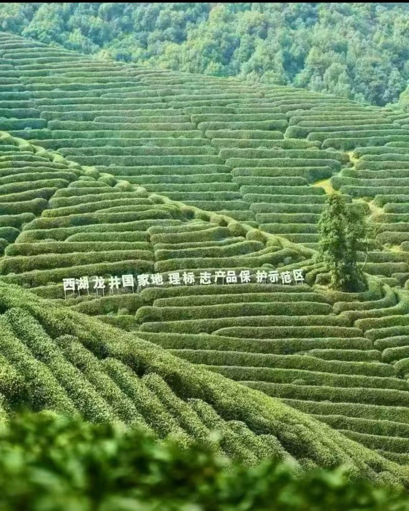 西湖龙井群体种土茶