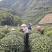 西湖龙井群体种土茶