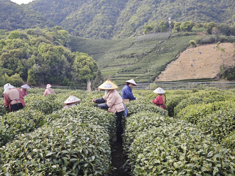 西湖龙井群体种土茶