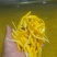 清水黄花菜