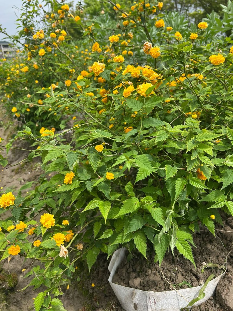 黄棣棠散冠规格:30美植袋，基地有量，欢迎来一亩田订购。