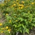 黄棣棠散冠规格:30美植袋，基地有量，欢迎来一亩田订购。