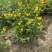 黄棣棠散冠规格:30美植袋，基地有量，欢迎来一亩田订购。
