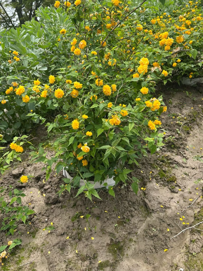 黄棣棠散冠规格:30美植袋，基地有量，欢迎来一亩田订购。