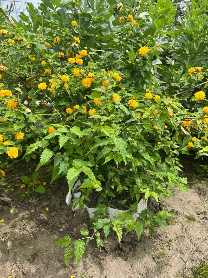 黄棣棠散冠规格:30美植袋，基地有量，欢迎来一亩田订购。