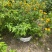 黄棣棠散冠规格:30美植袋，基地有量，欢迎来一亩田订购。