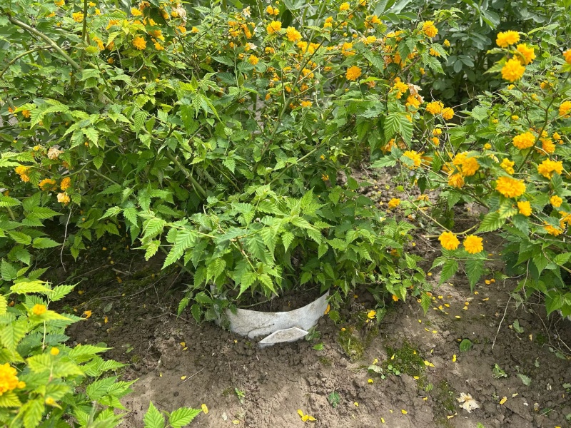 黄棣棠散冠规格:30美植袋，基地有量，欢迎来一亩田订购。
