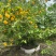 黄棣棠散冠规格:30美植袋，基地有量，欢迎来一亩田订购。