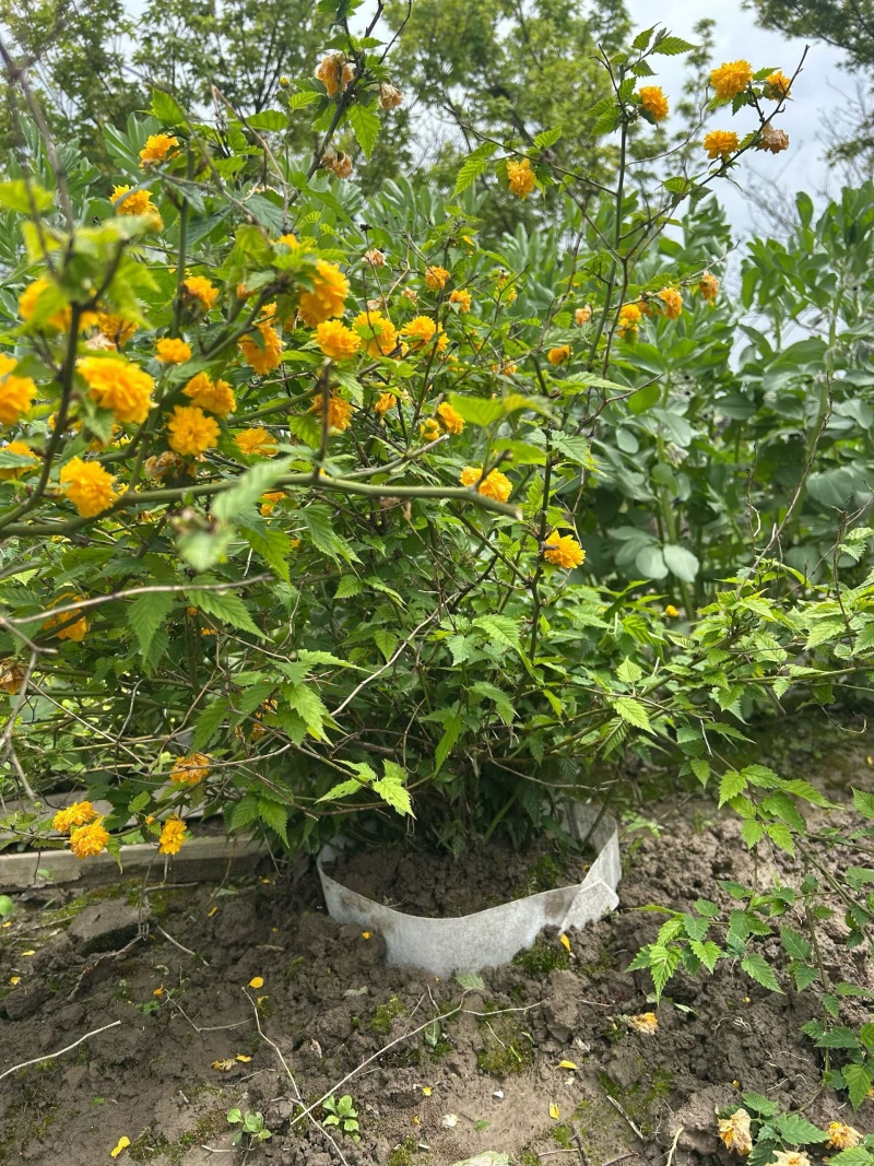 黄棣棠散冠规格:30美植袋，基地有量，欢迎来一亩田订购。