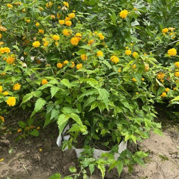 黄棣棠散冠规格:30美植袋，基地有量，欢迎来一亩田订购。