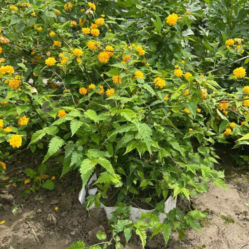 黄棣棠散冠规格:30美植袋，基地有量，欢迎来一亩田订购。