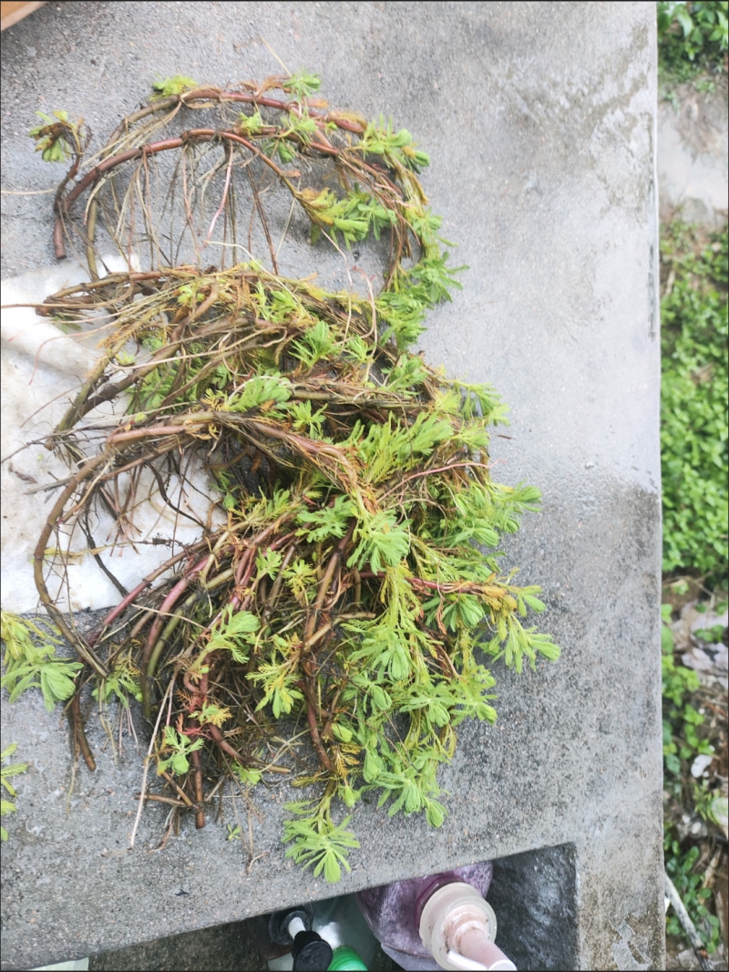 孤尾藻羽毛宝塔活体植物】老根发货，直接丢水里就能自己长，
