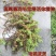 孤尾藻羽毛宝塔活体植物】老根发货，直接丢水里就能自己长，