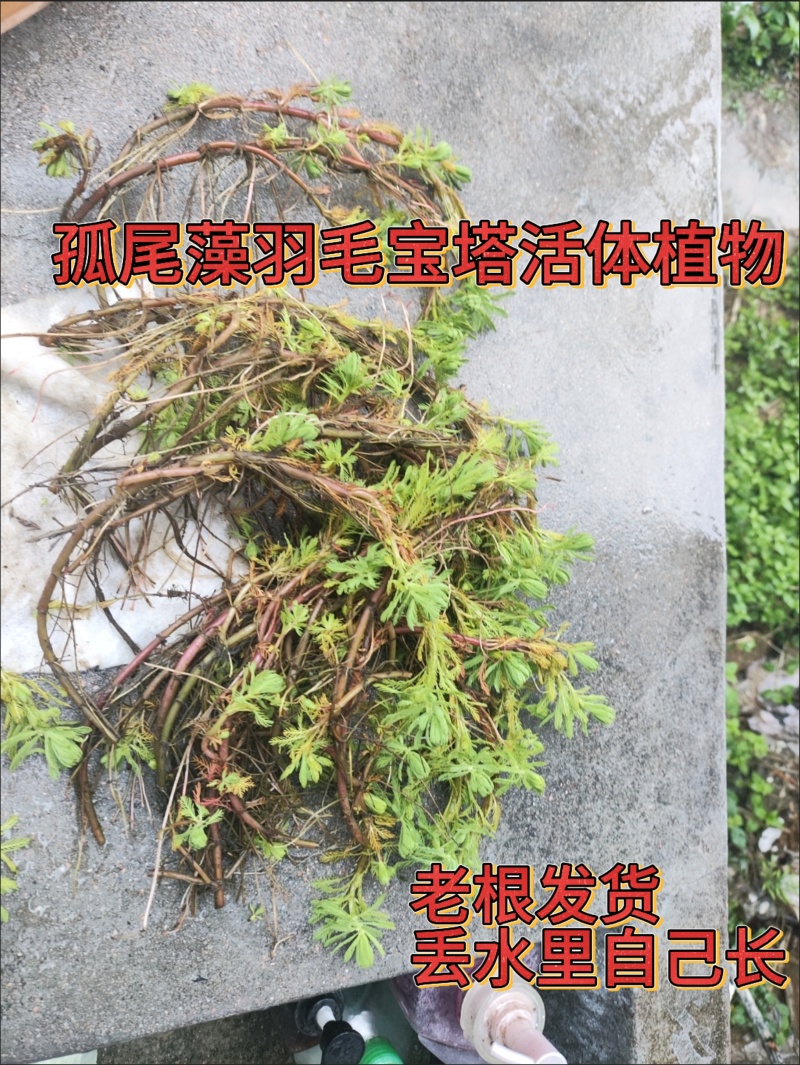 孤尾藻羽毛宝塔活体植物】老根发货，直接丢水里就能自己长，