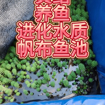 孤尾藻羽毛宝塔活体植物】老根发货，直接丢水里就能自己长，