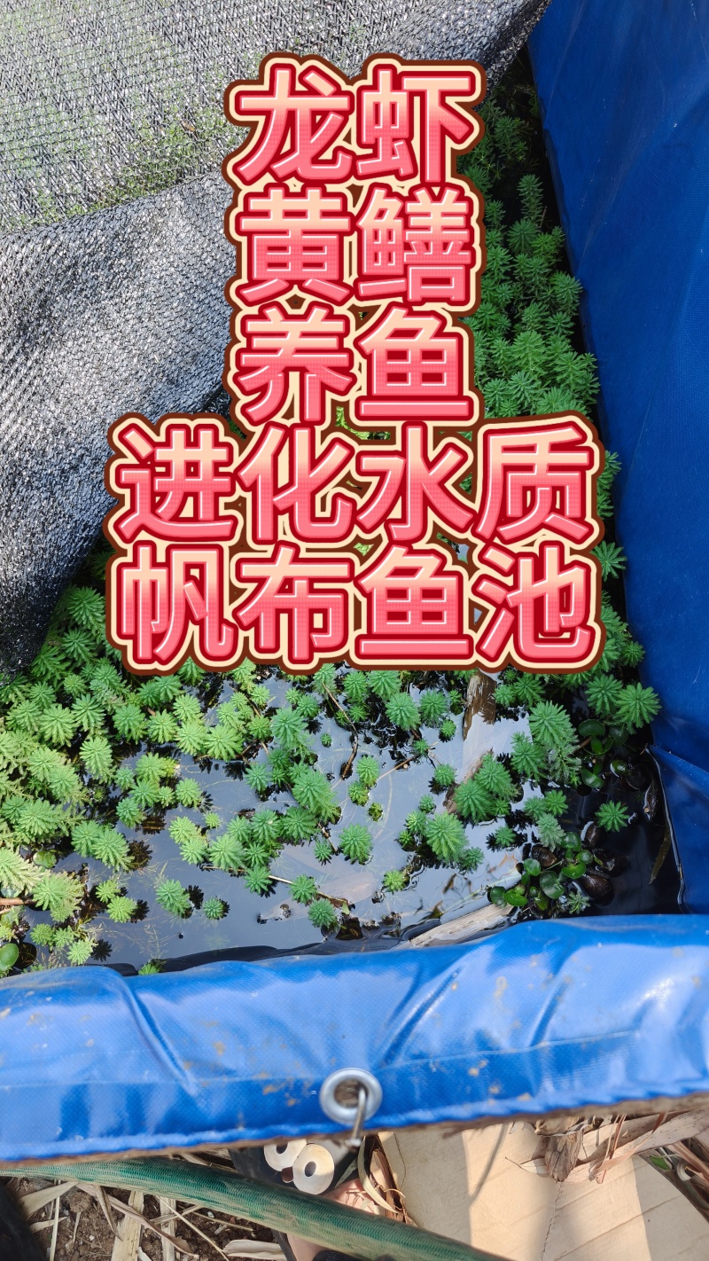 孤尾藻羽毛宝塔活体植物】老根发货，直接丢水里就能自己长，