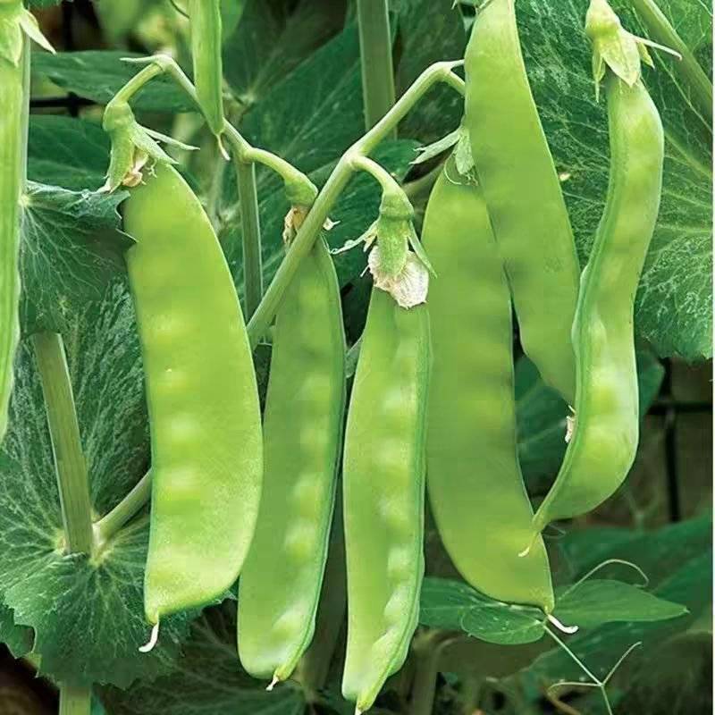 当季现采现发豌豆荷兰豆汉中荷兰豆新鲜上市