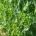 当季现采现发豌豆荷兰豆汉中荷兰豆新鲜上市