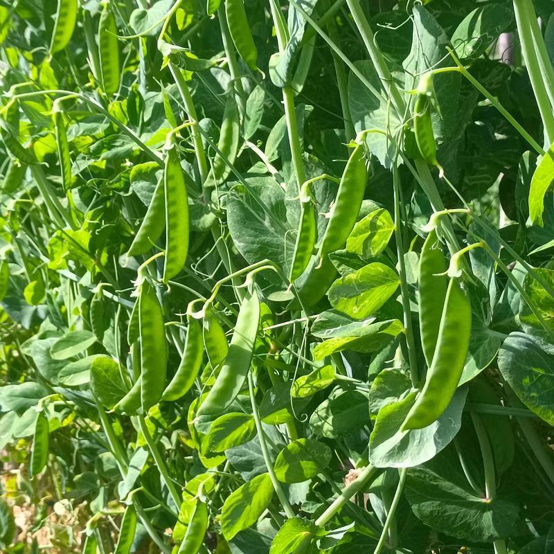 当季现采现发豌豆荷兰豆汉中荷兰豆新鲜上市