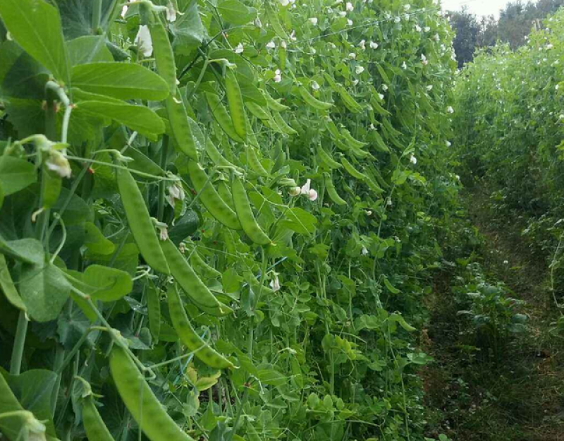当季现采现发豌豆荷兰豆汉中荷兰豆新鲜上市