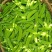 当季现采现发豌豆荷兰豆汉中荷兰豆新鲜上市