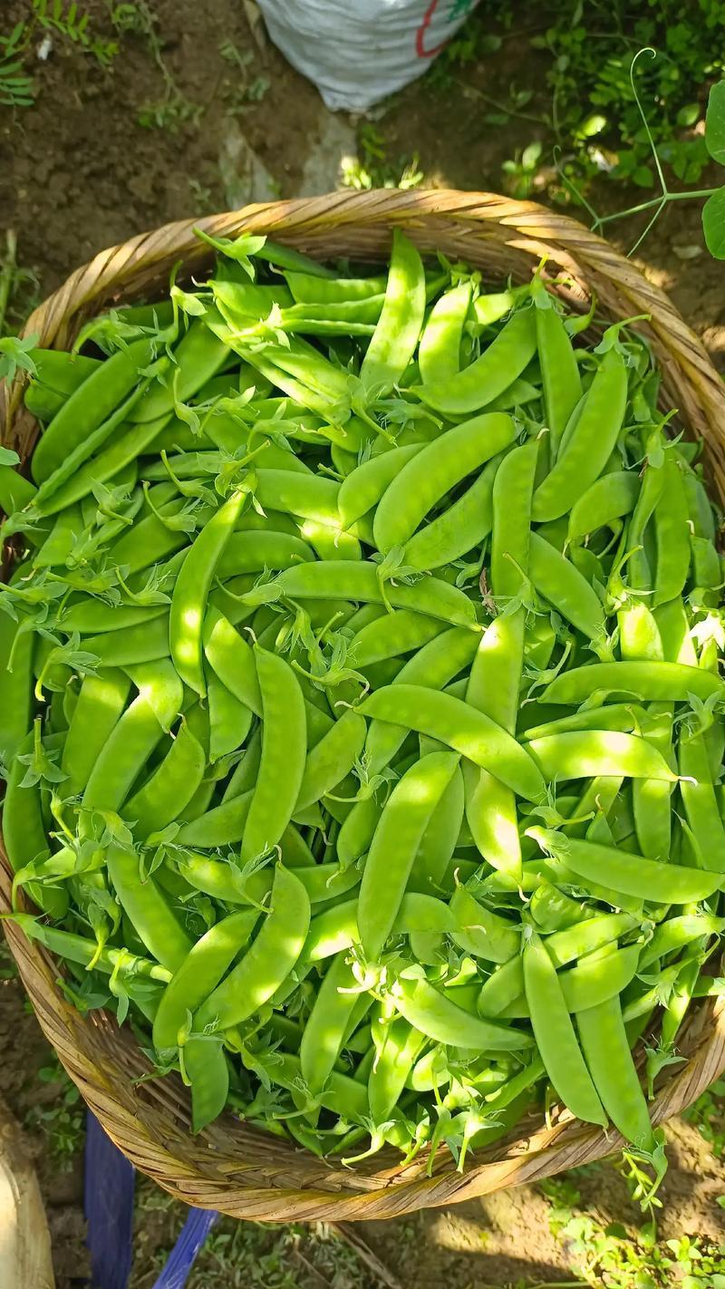 当季现采现发豌豆荷兰豆汉中荷兰豆新鲜上市