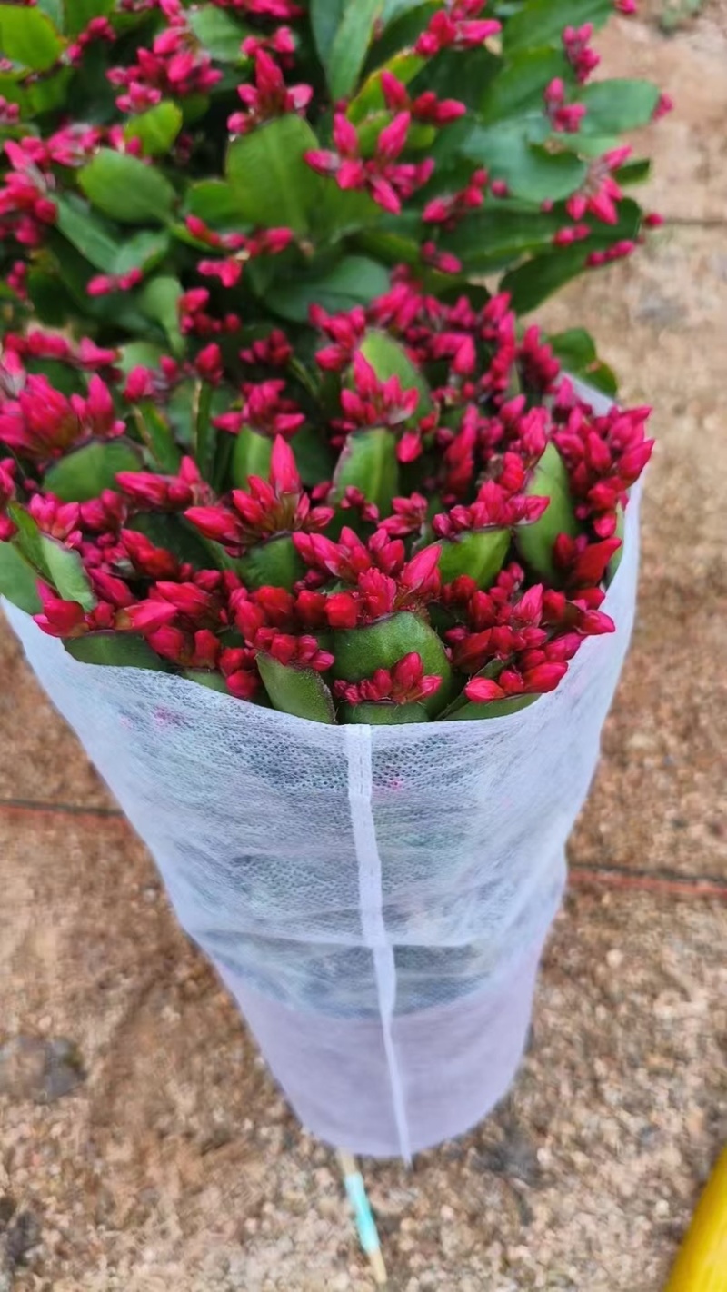 蟹爪兰花卉植物观赏性强好养活可对接全国