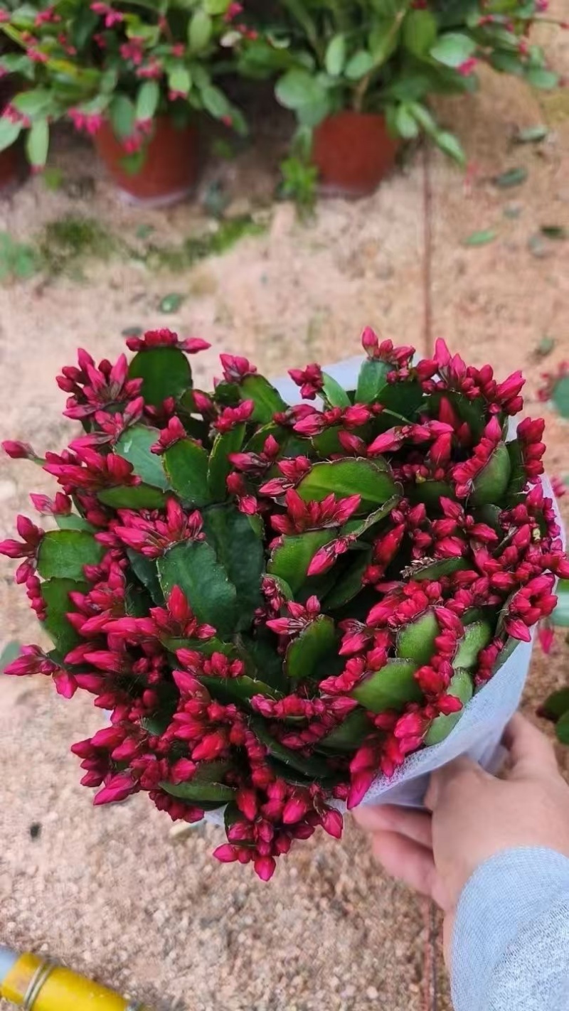 蟹爪兰花卉植物观赏性强好养活可对接全国