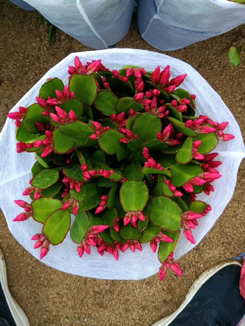 蟹爪兰花卉植物观赏性强好养活可对接全国