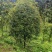 10公分桂花树