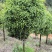 10公分桂花树