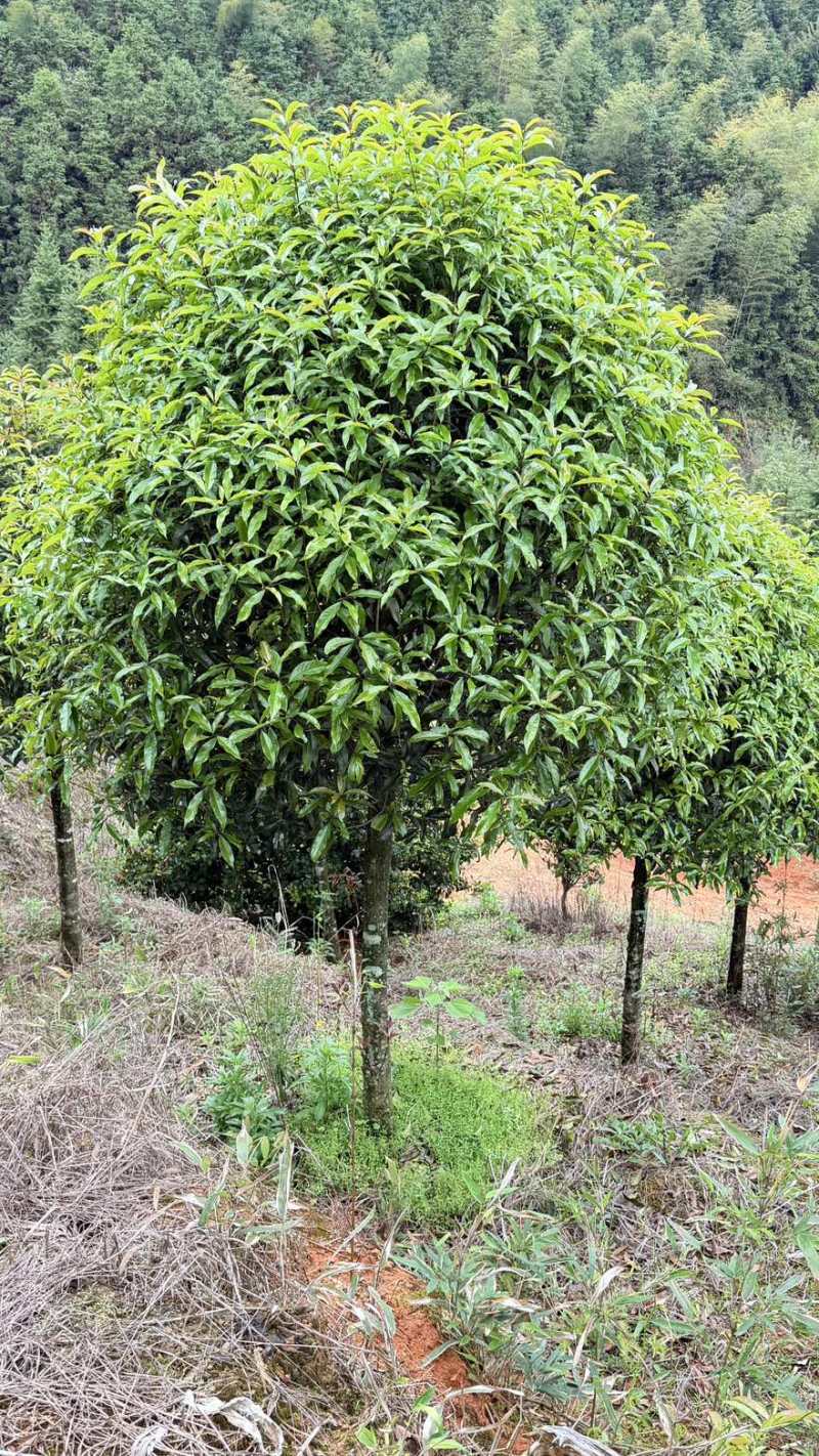 10公分桂花树