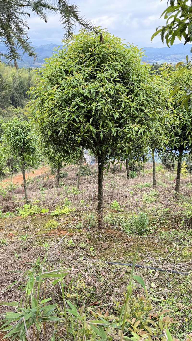 10公分桂花树