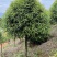 10公分桂花树