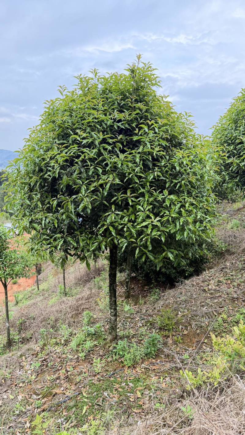 10公分桂花树