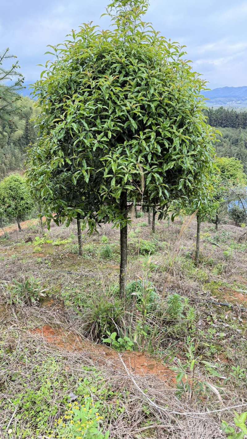 10公分桂花树