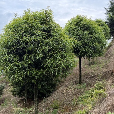 10公分桂花树