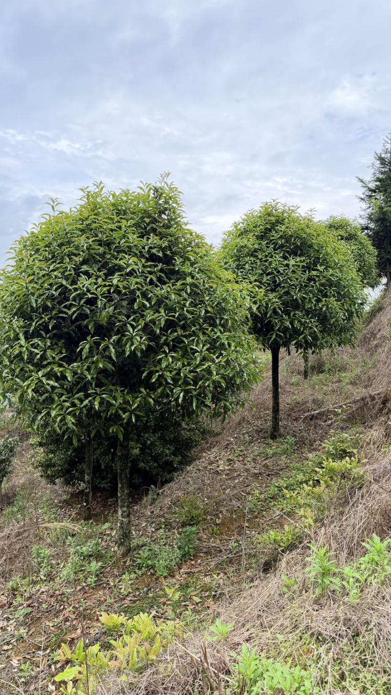 10公分桂花树