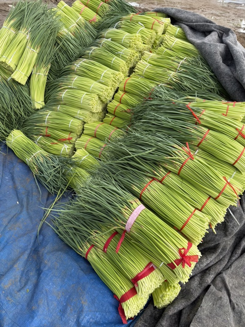 淮阳红帽蒜苔，货源充足，质量好，需要联系