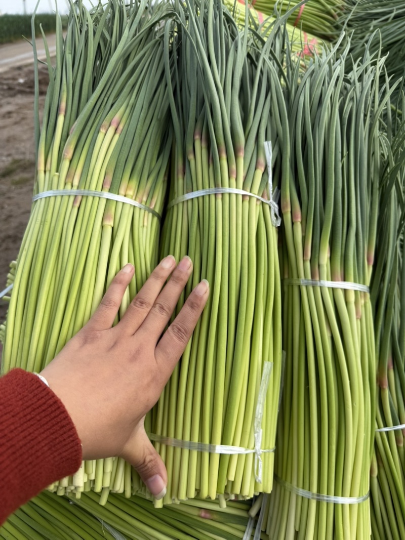 淮阳红帽蒜苔，货源充足，质量好，需要联系