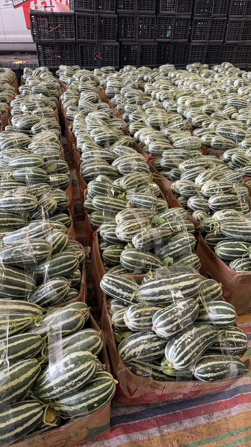 河南甜瓜，博洋九甜瓜，香酥可口，现摘现发产地直供！