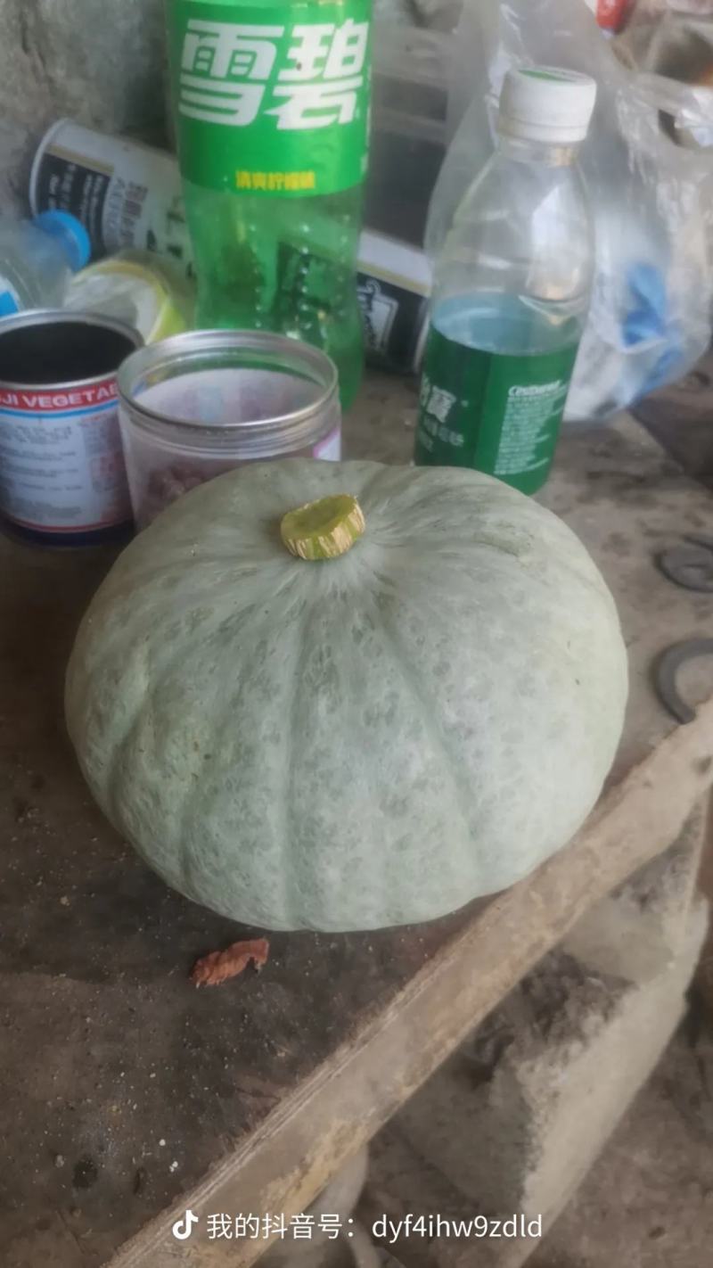 海南板栗南瓜，南瓜，银板栗南瓜