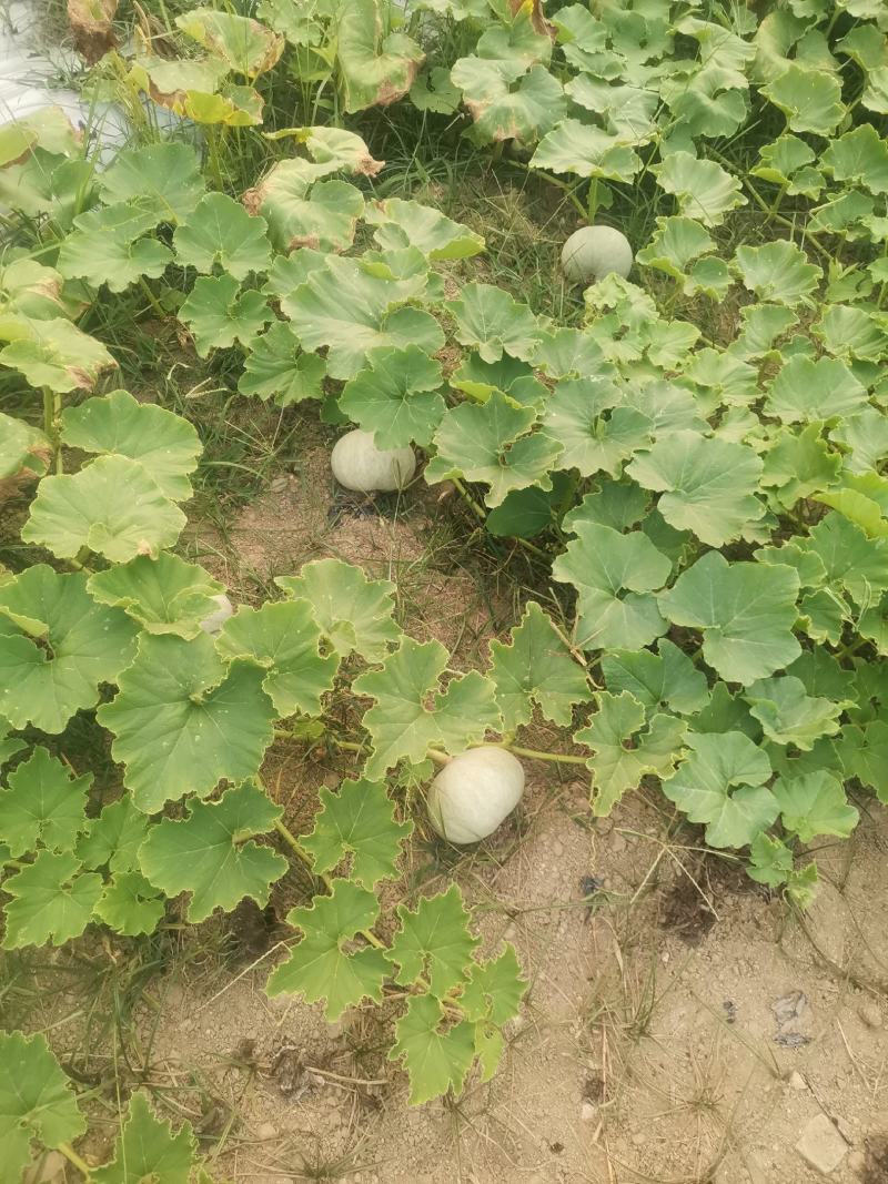 海南板栗南瓜，南瓜，银板栗南瓜